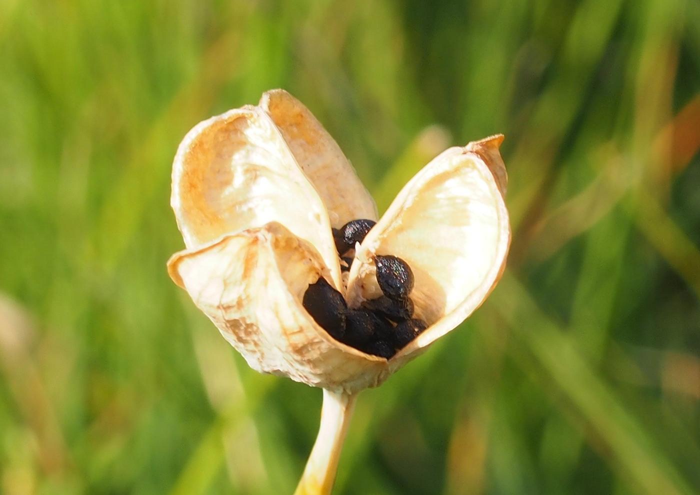 Jonquile, Rush-leaved fruit